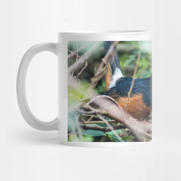 White-rumped shama by KensLensDesigns